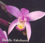 Bletilla Yokahama