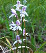 Cypripedium fasiolatum Lady Slipper