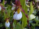 Cypripedium montanum Mountain Lady Slipper