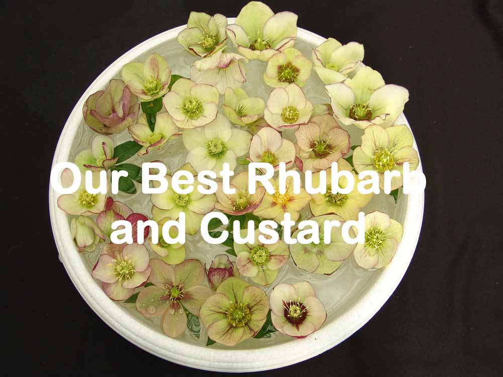 perennial_m_helleborus_x_hybridus_pine_knot_select_our_best_rhubarb_and_custard.jpg