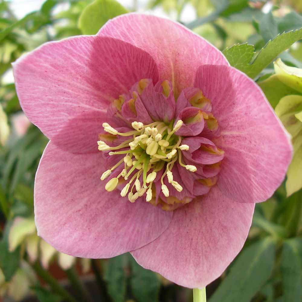perennial_m_helleborus_x_hybridus_smoky_anemone_pink.jpg